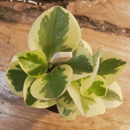 Peperomia obtusifolia &