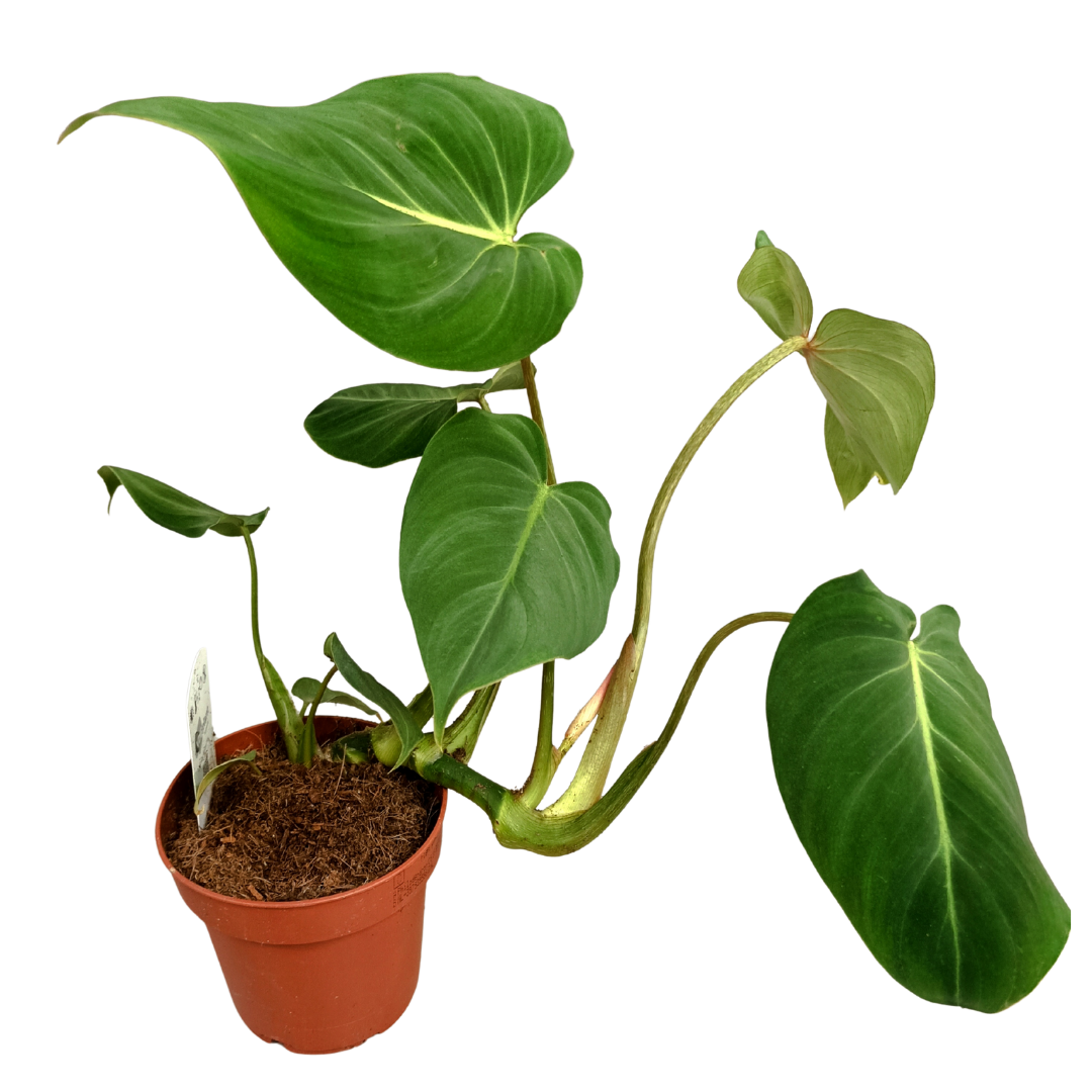 Philodendron Gloriosum – Rare Tropical Houseplant with Velvety Heart-Shaped Leaves – 32 cm