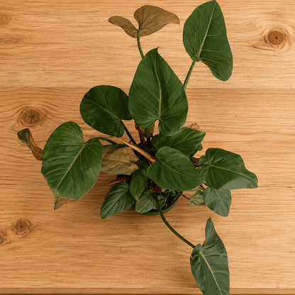 Philodendron Gloriosum – Rare Exotic Tropical Houseplant – 55 cm