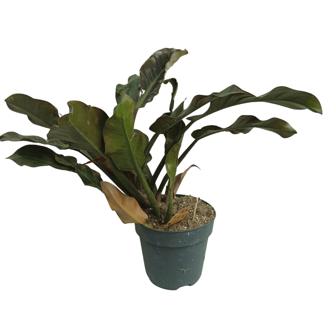 Philodendron Imperial Red (Philodendron erubescens &