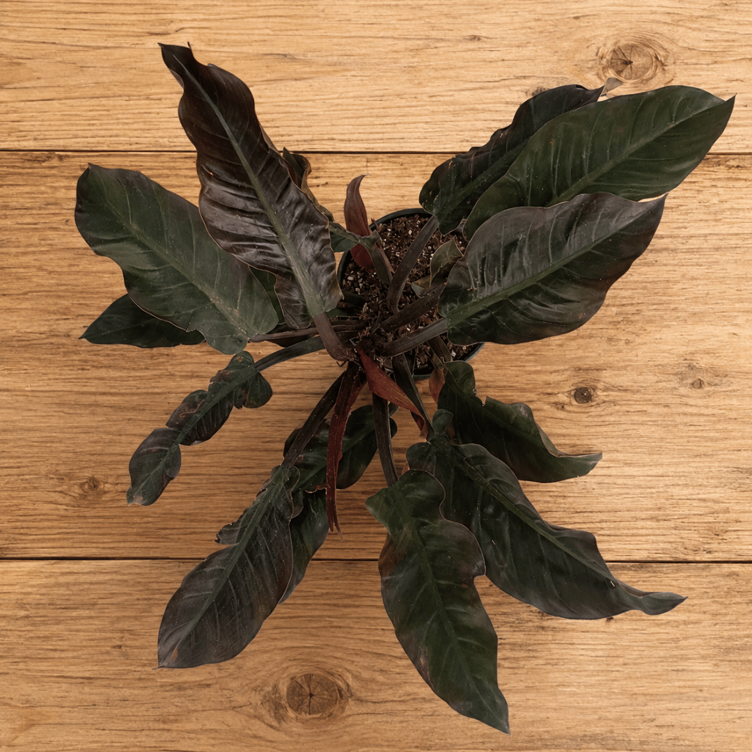Philodendron Imperial Red (Philodendron erubescens &
