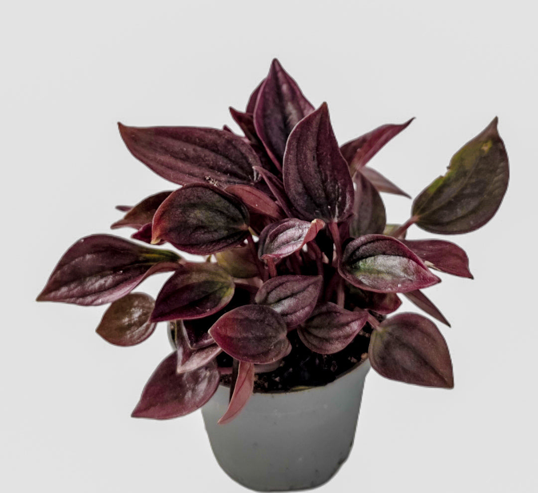 Peperomia caperata | The Emerald Ripple