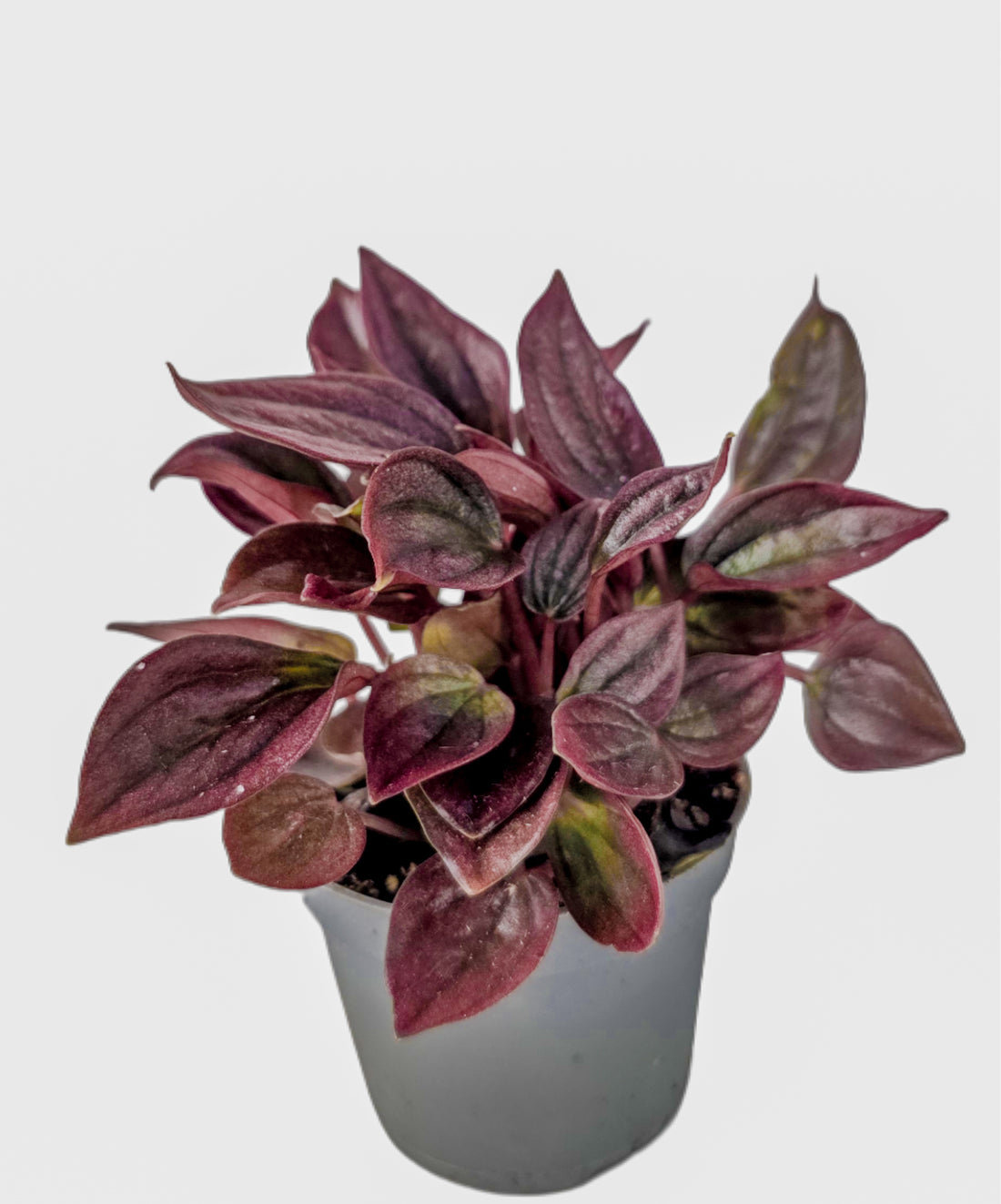 Peperomia caperata | The Emerald Ripple