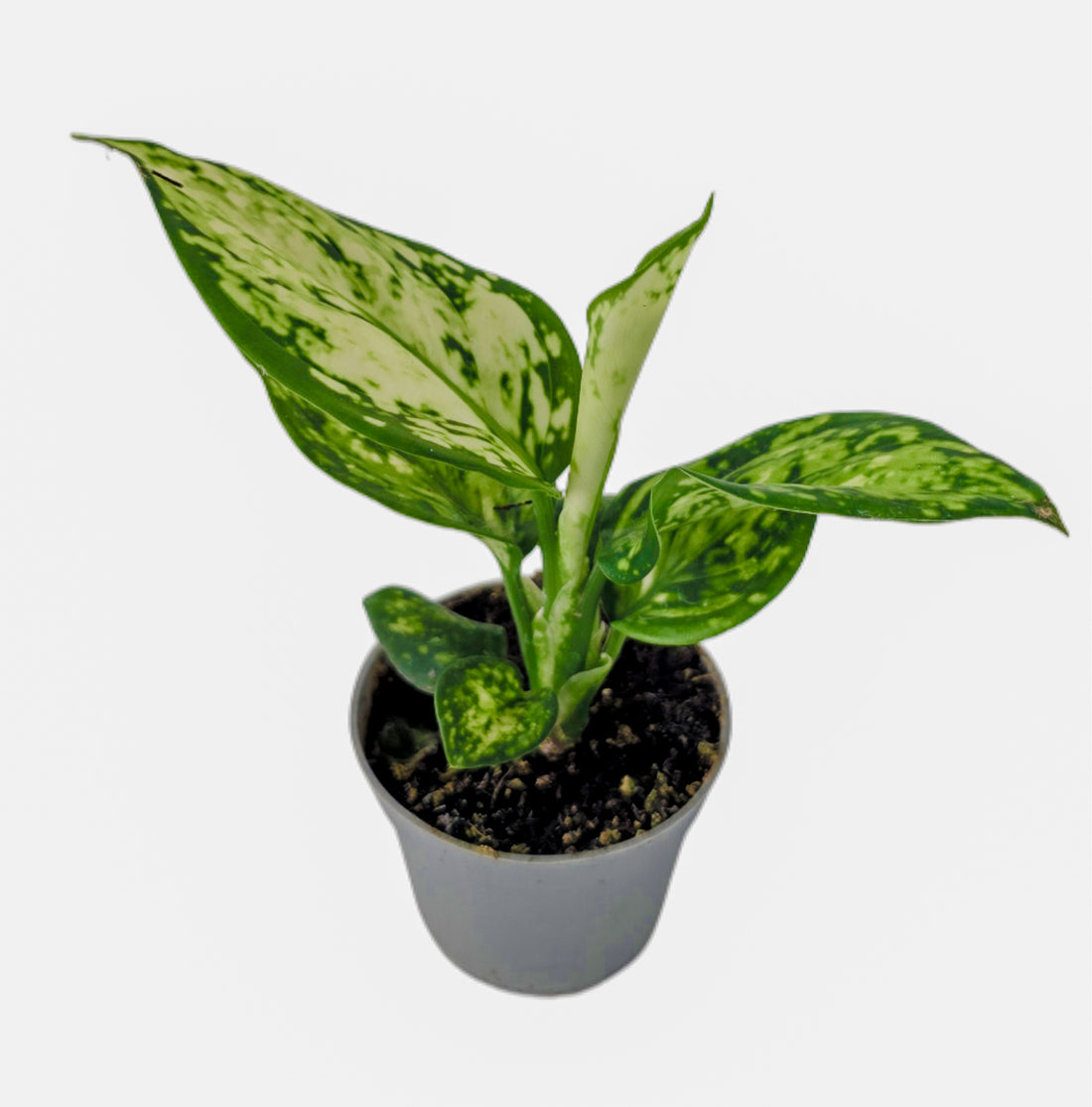 Aglaonema Maria | The Emerald Serenity