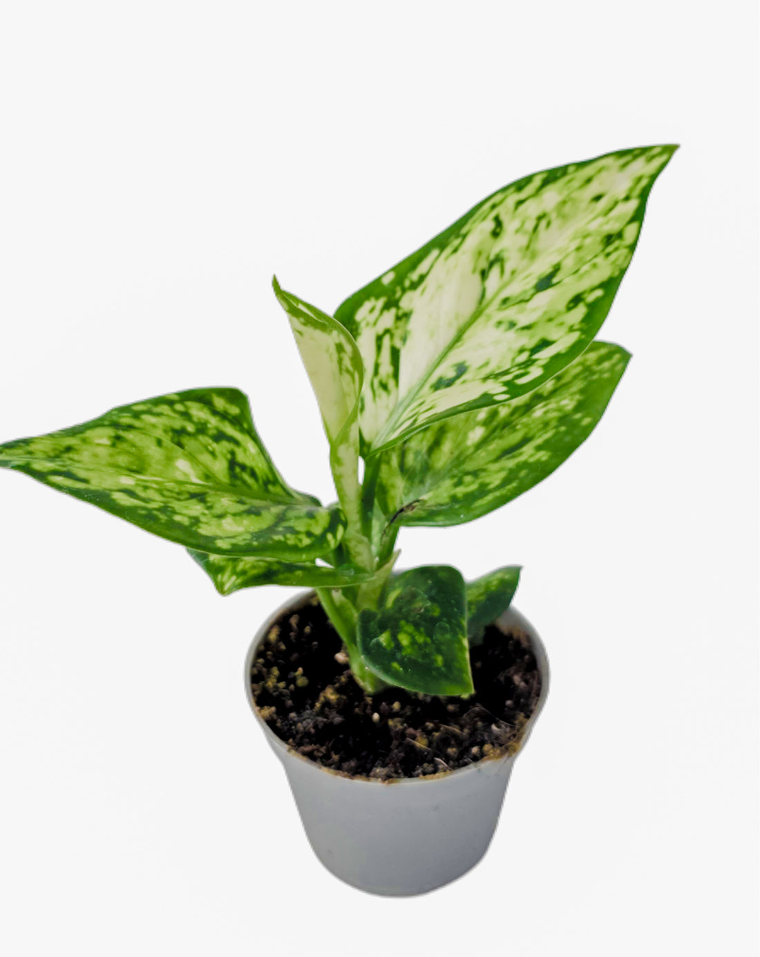 Aglaonema Maria | The Emerald Serenity