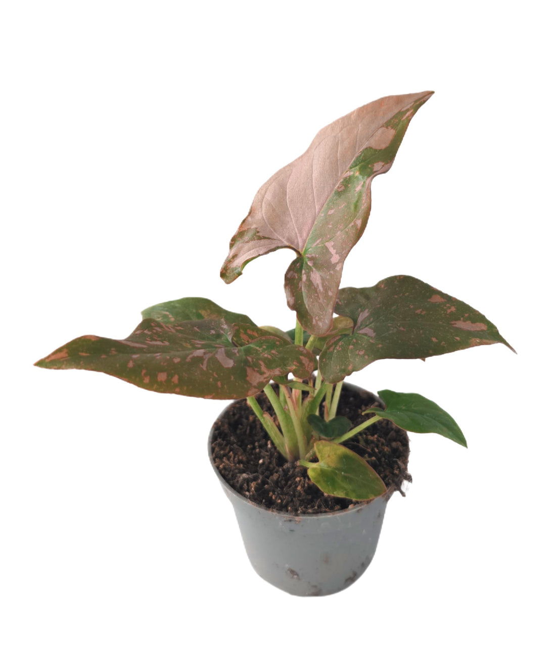 Syngonium Podophyllum Pink Splash | The Blush Arrowhead
