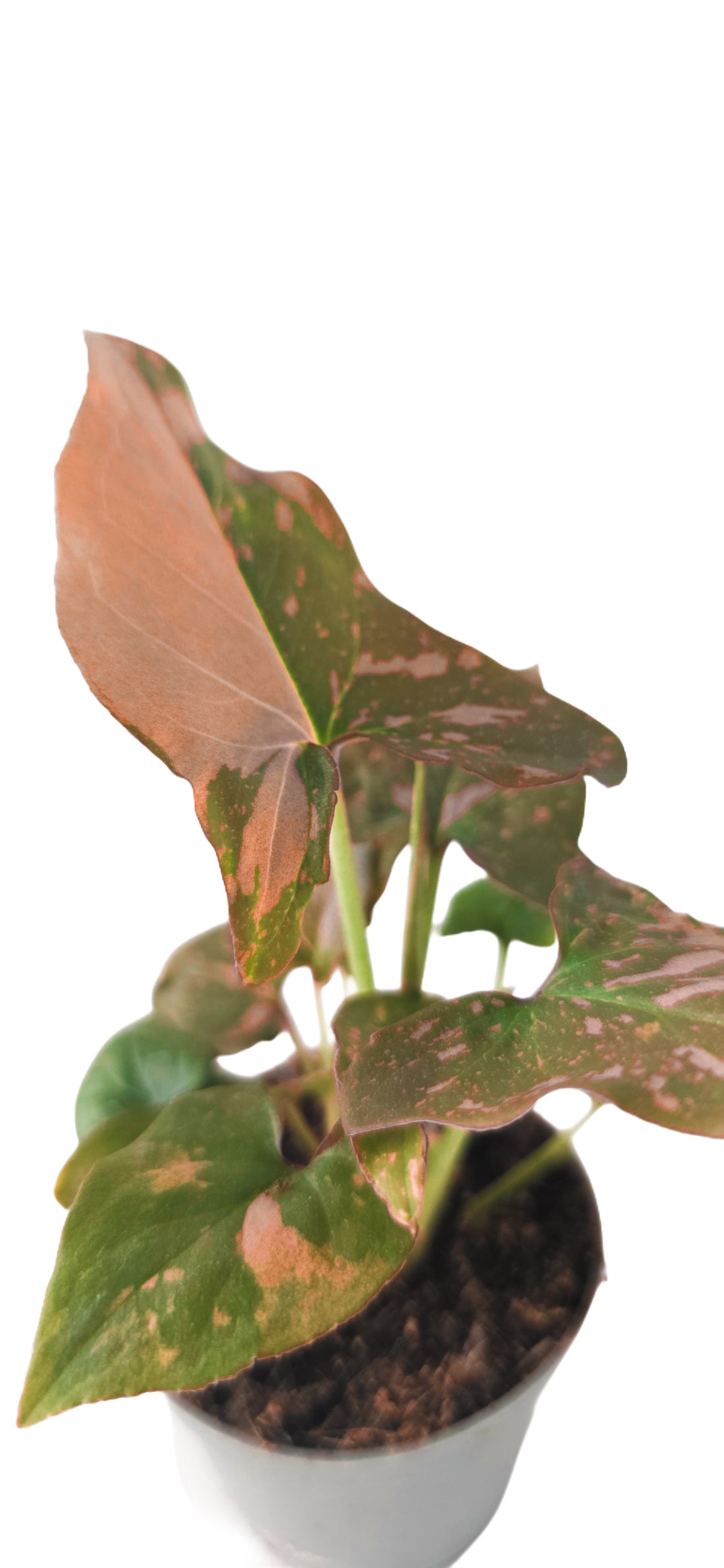 Syngonium Podophyllum Pink Splash | The Blush Arrowhead