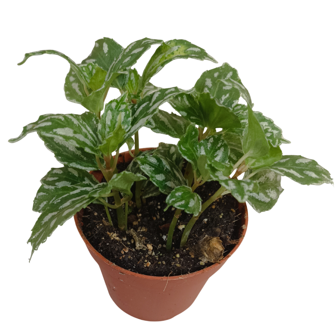 Pilea Cadierei (Aluminum Plant) – Silver Variegated Tropical Houseplant – 13 cm
