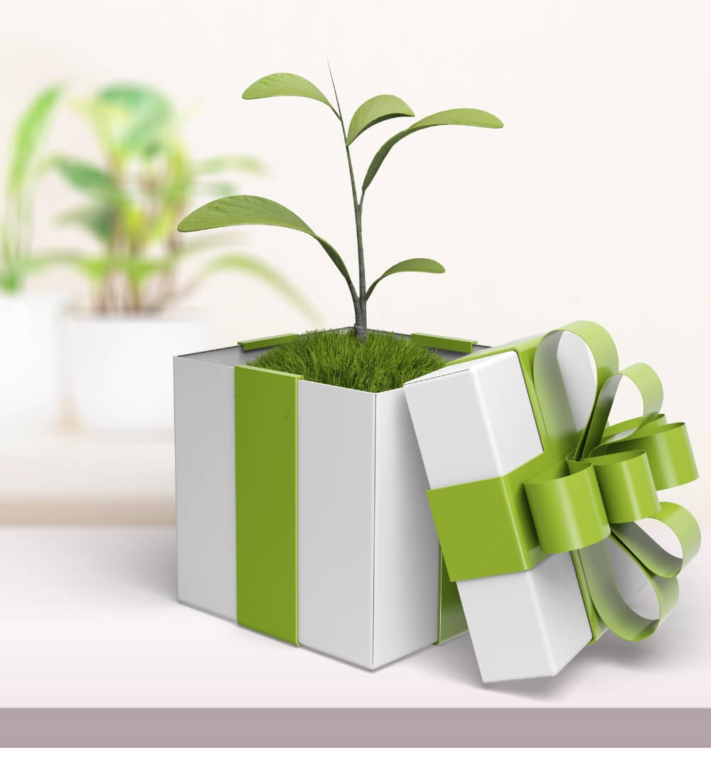 Plant Gift Box