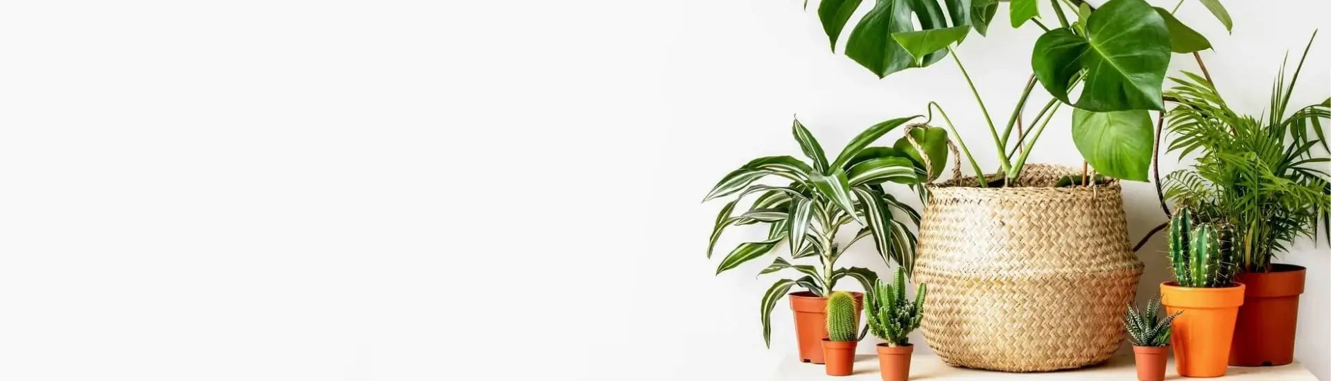 Premium Indoor Rare Exotic Plants Collection Dubai UAE