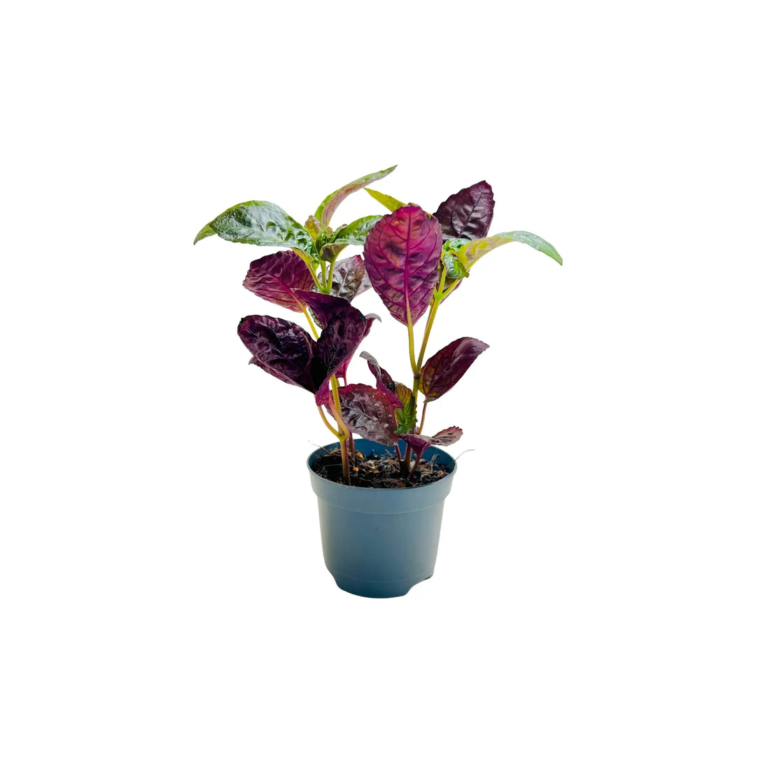 Purple Waffle Plant Hemigraphis Alternata Rare Exotic Mini Indoor Plant