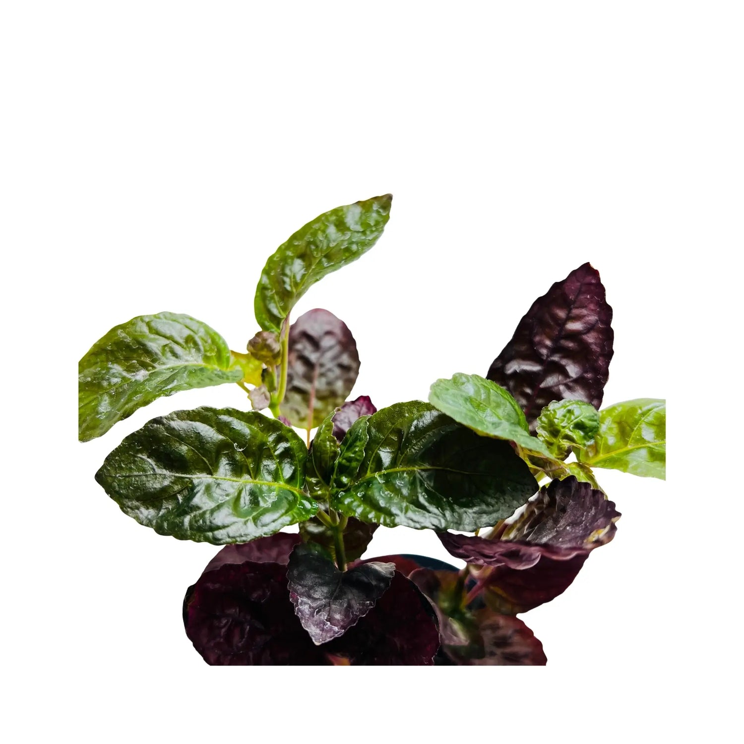 Purple Waffle Plant Hemigraphis Alternata Rare Exotic Mini Indoor Plant