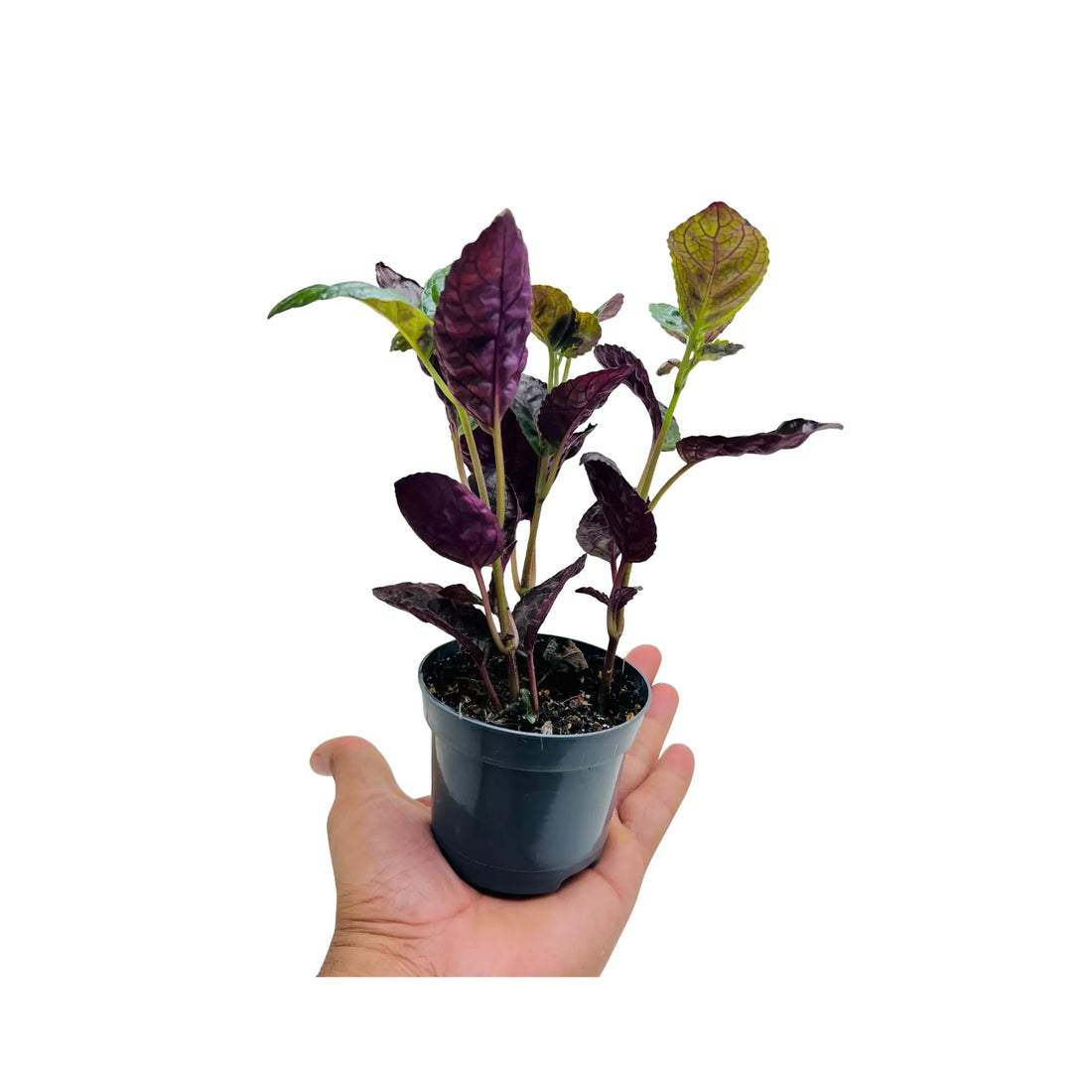 Purple Waffle Plant Hemigraphis Alternata Rare Exotic Mini Indoor Plant