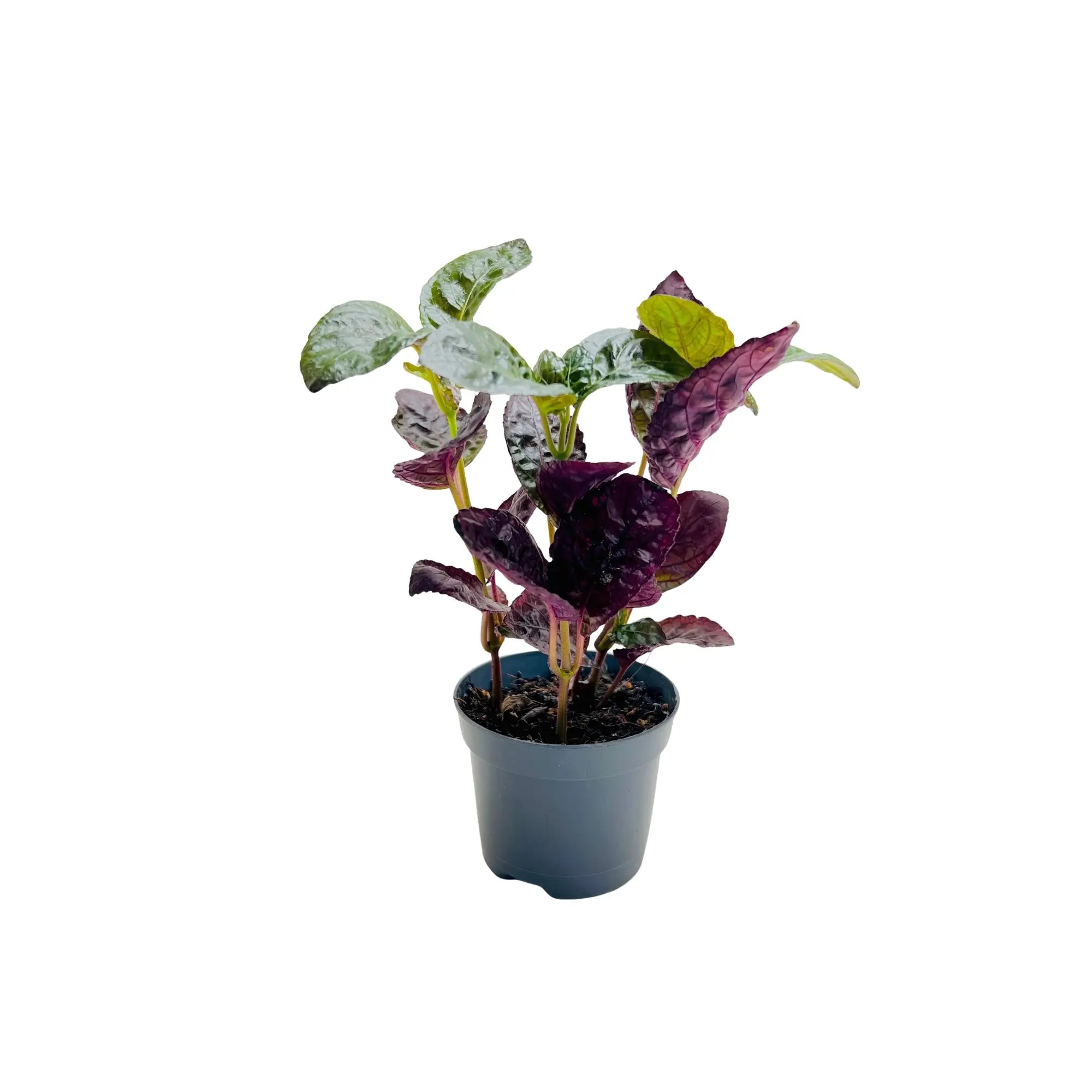 Purple Waffle Plant Hemigraphis Alternata Rare Exotic Mini Indoor Plant