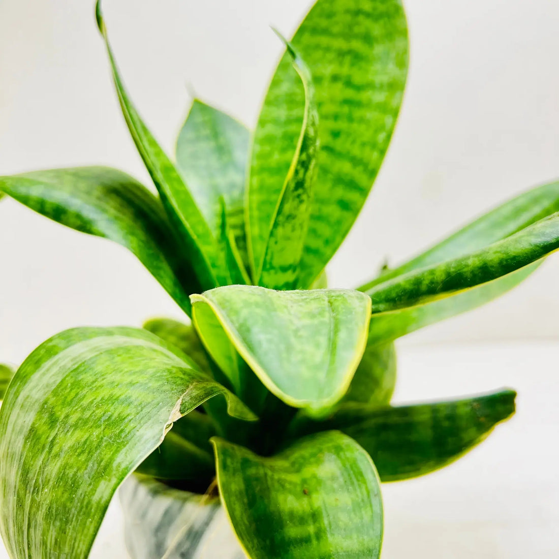 Sansevieria Plant | Snake Plant | Mother in-Law’s Tongue Rare Exotic Indoor Plant