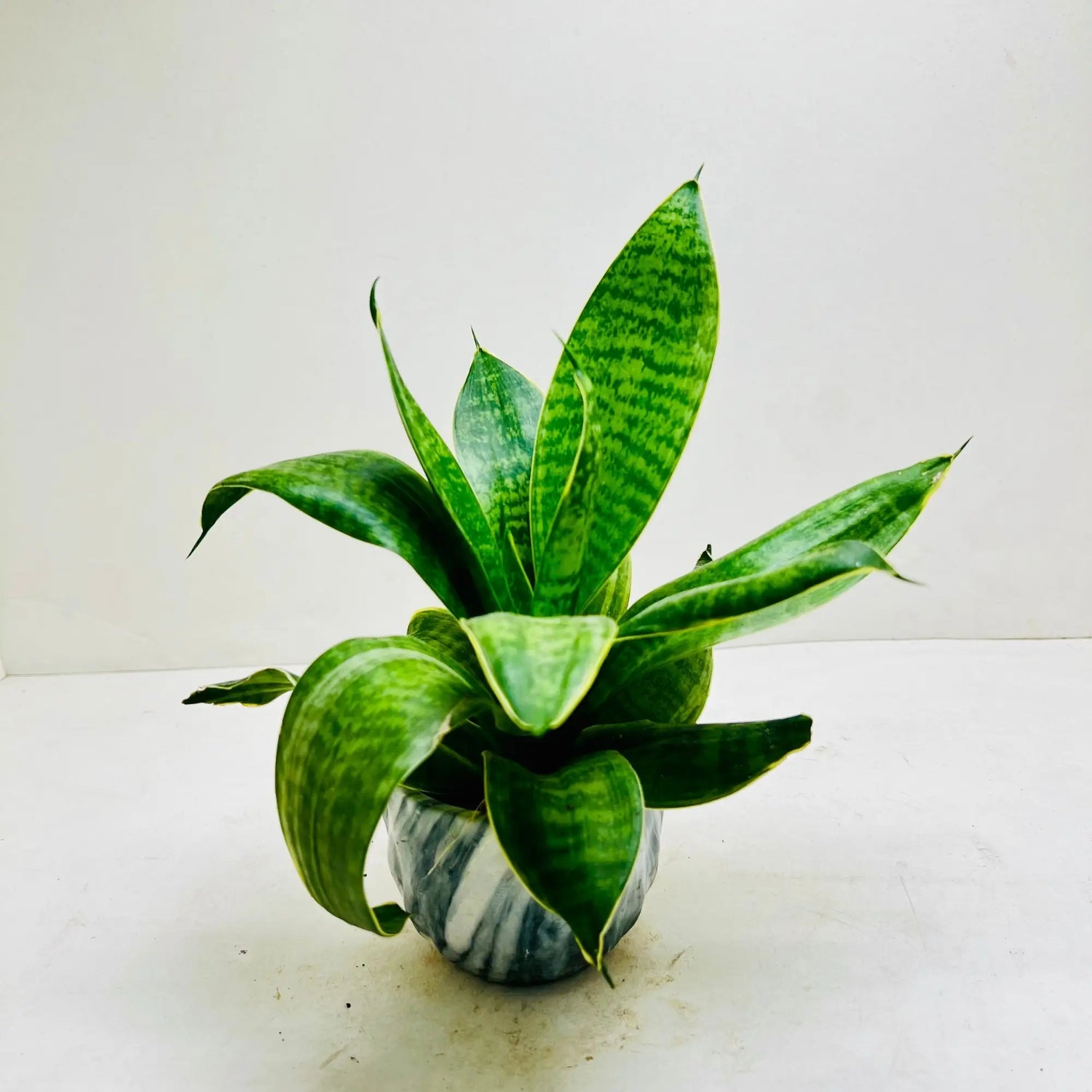 Sansevieria Plant | Snake Plant | Mother in-Law’s Tongue Rare Exotic Indoor Plant
