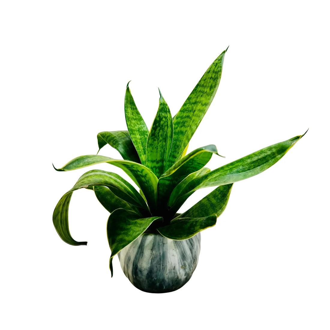 Sansevieria Plant | Snake Plant | Mother in-Law’s Tongue Rare Exotic Indoor Plant