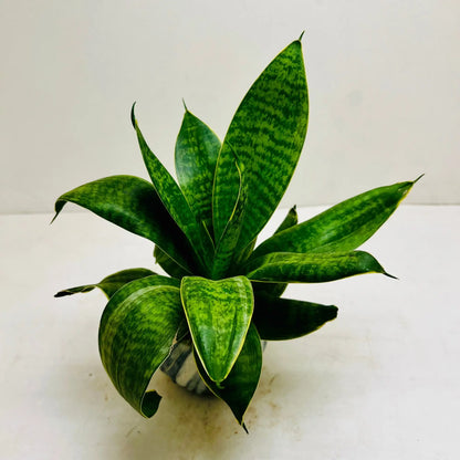 Sansevieria Plant | Snake Plant | Mother in-Law’s Tongue Rare Exotic Indoor Plant