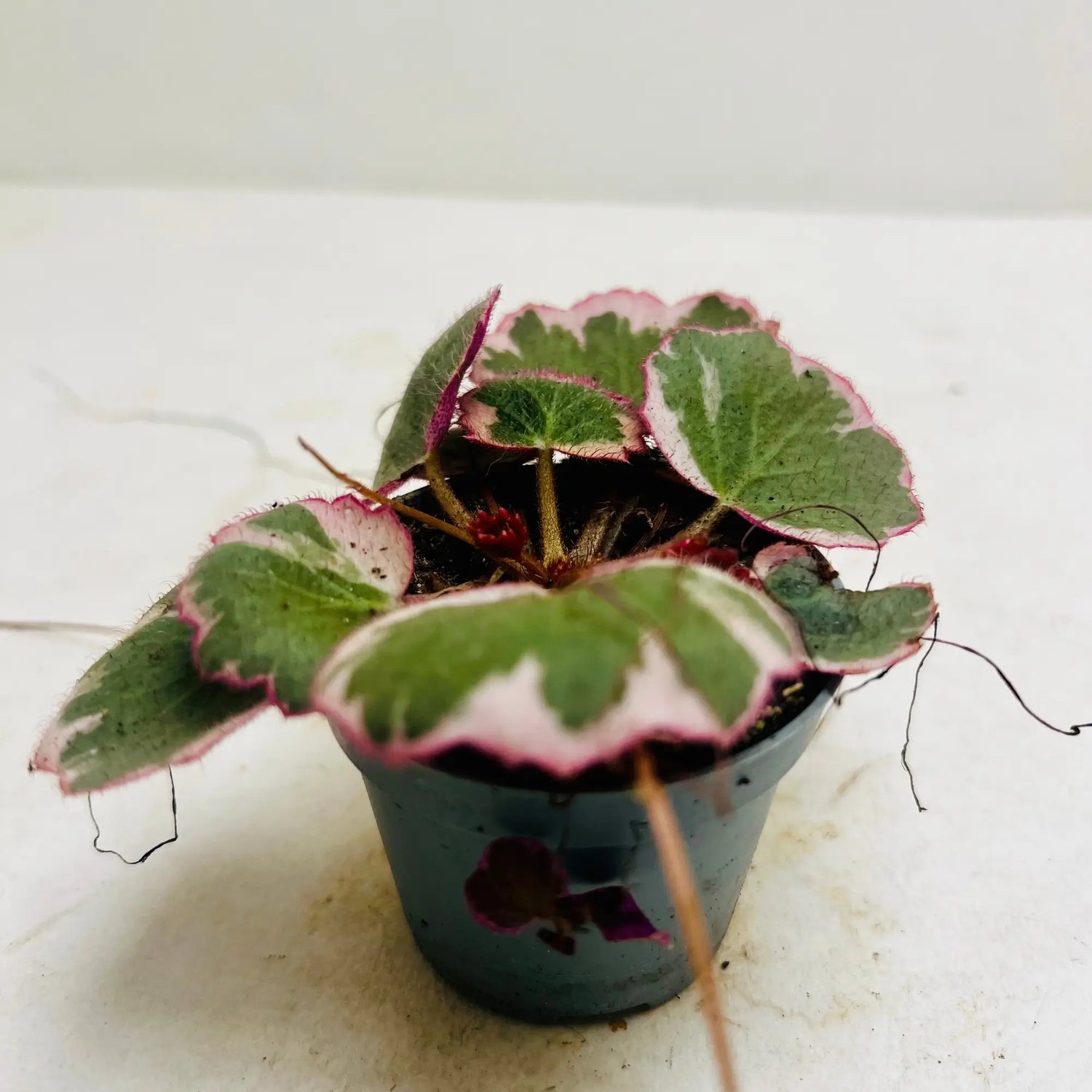 Saxifraga Stolonifera Rare Exotic Mini Indoor Plant