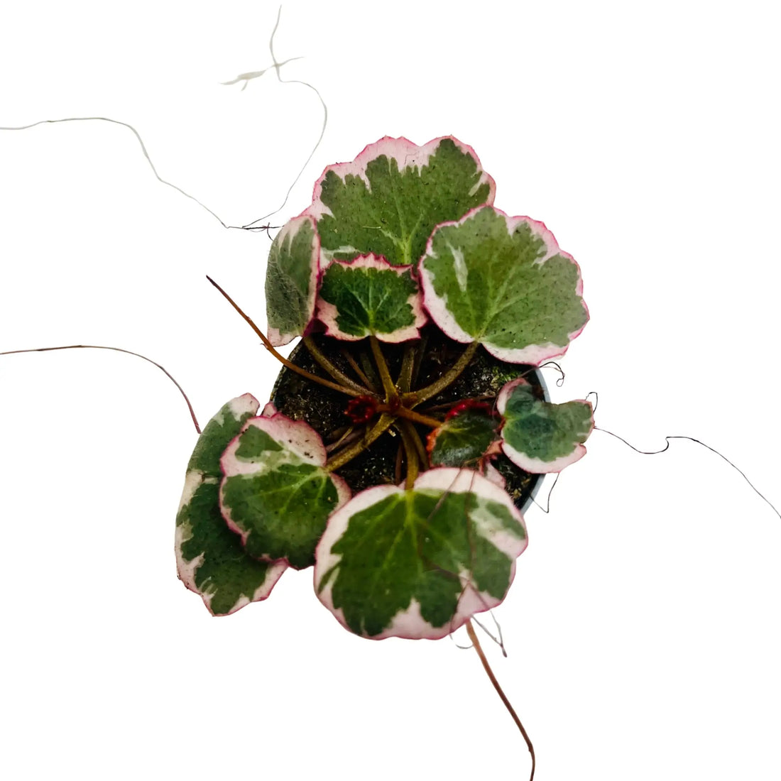 Saxifraga Stolonifera Rare Exotic Mini Indoor Plant