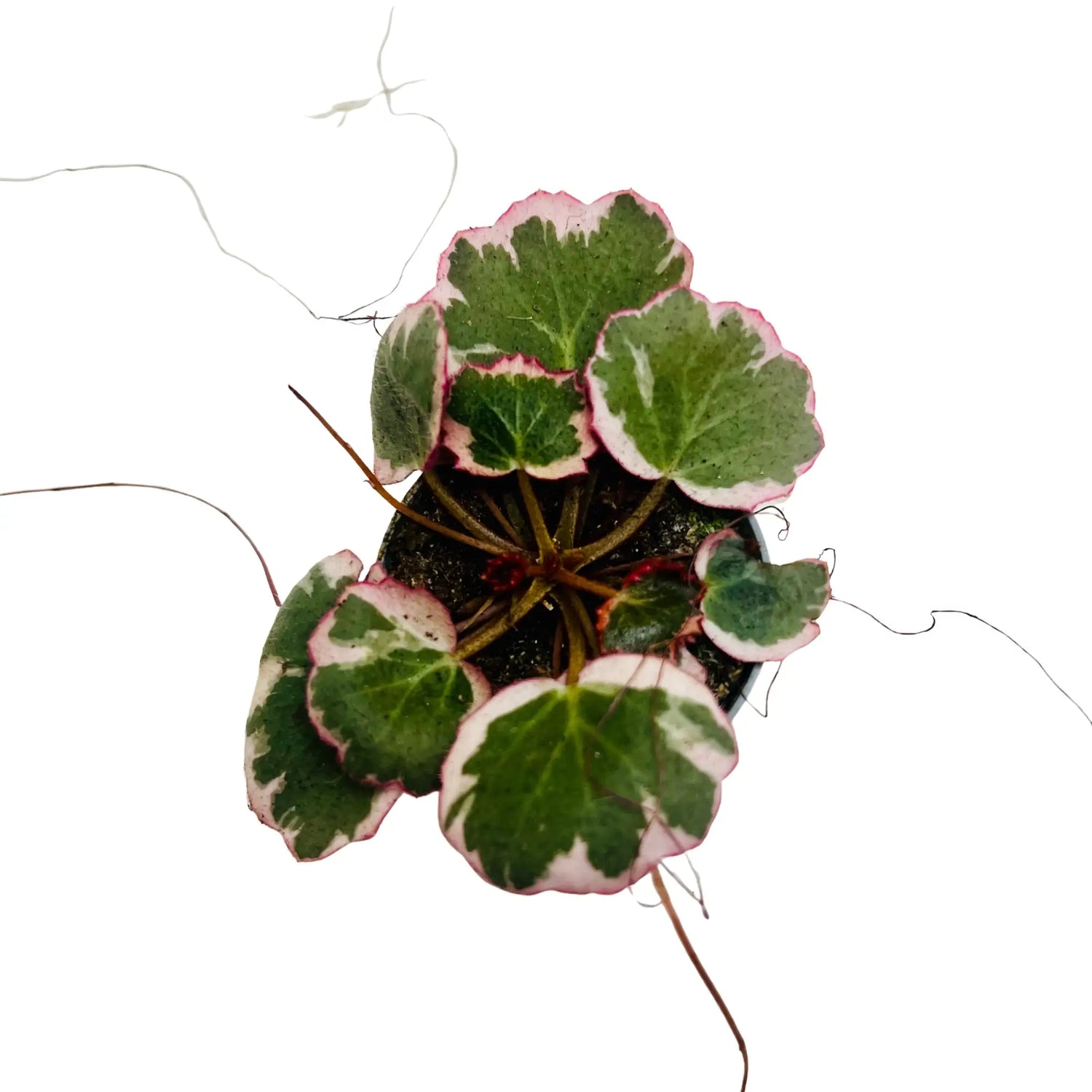 Saxifraga Stolonifera Rare Exotic Mini Indoor Plant
