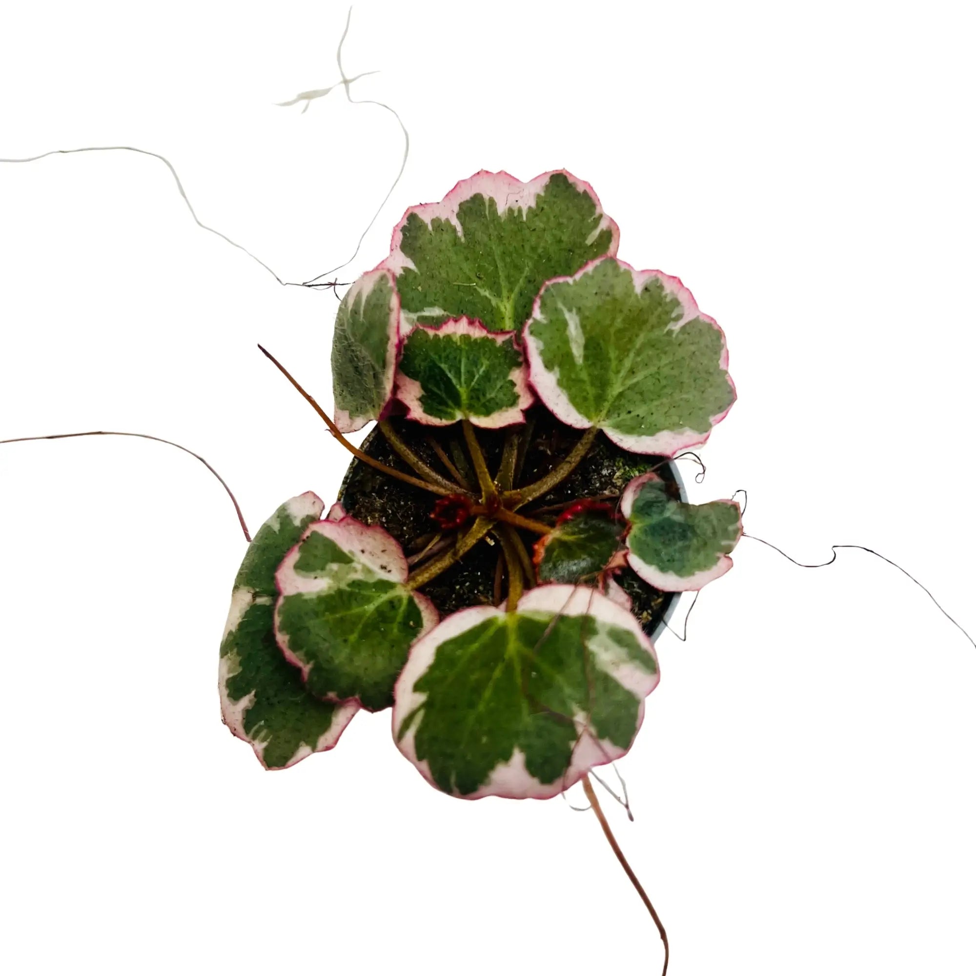 Saxifraga Stolonifera Rare Exotic Mini Indoor Plant