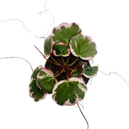 Saxifraga Stolonifera Rare Exotic Mini Indoor Plant