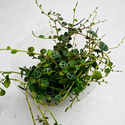 String of Turtles Peperomia Prostrata Exotic Indoor Plant
