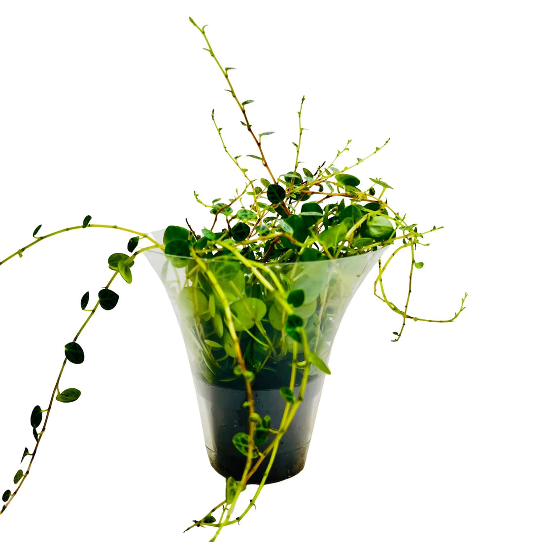 String of Turtles Peperomia Prostrata Exotic Indoor Plant