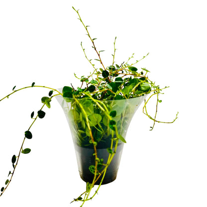 String of Turtles Peperomia Prostrata Exotic Indoor Plant
