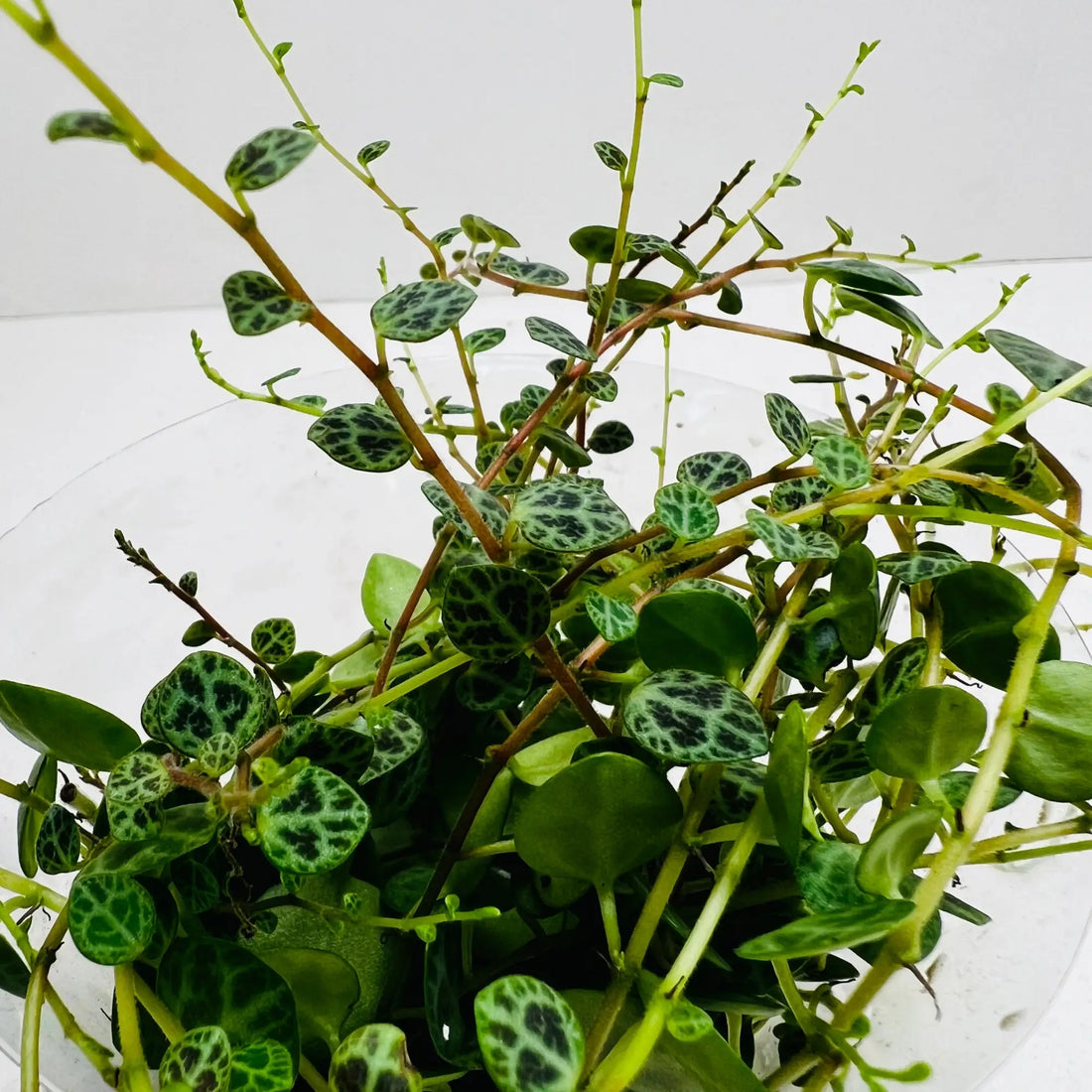 String of Turtles Peperomia Prostrata Exotic Indoor Plant
