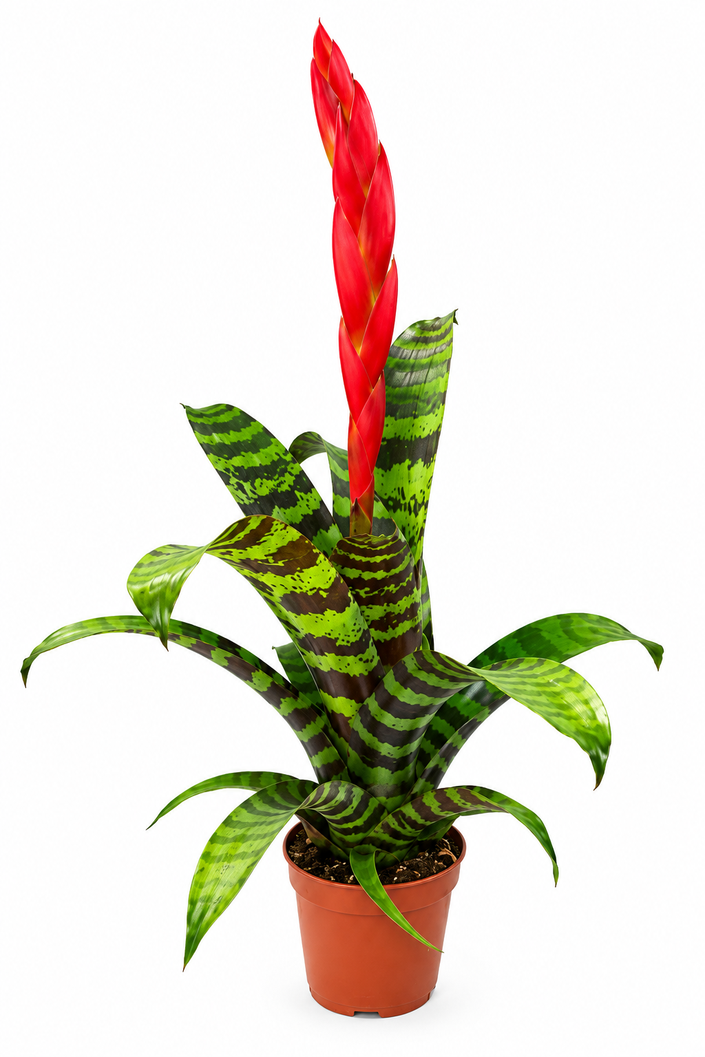 Bromelia Forrest - A Tropical Paradise
