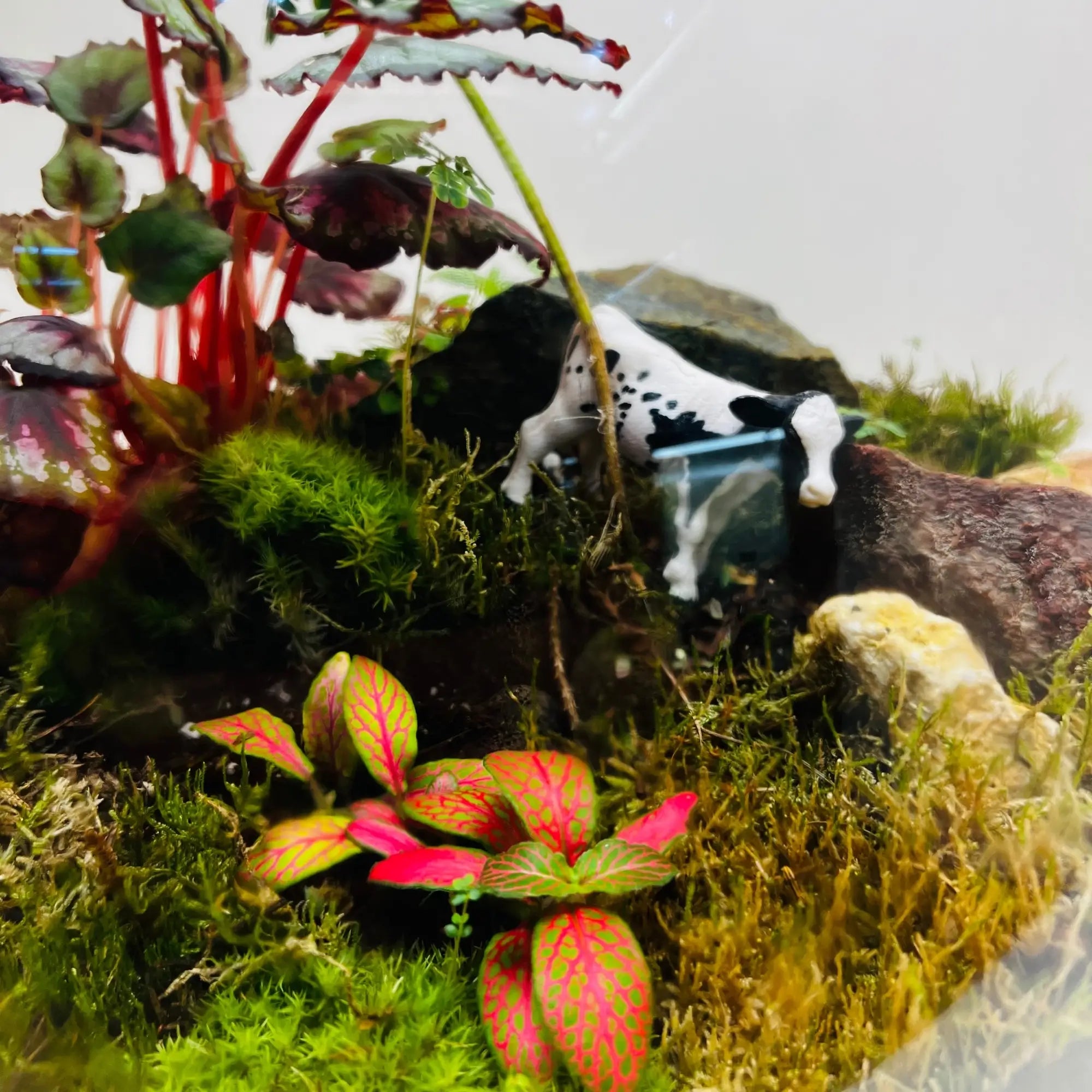 Terrarium Garden Store in Dubai