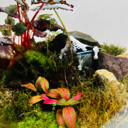 Terrarium Garden Store in Dubai