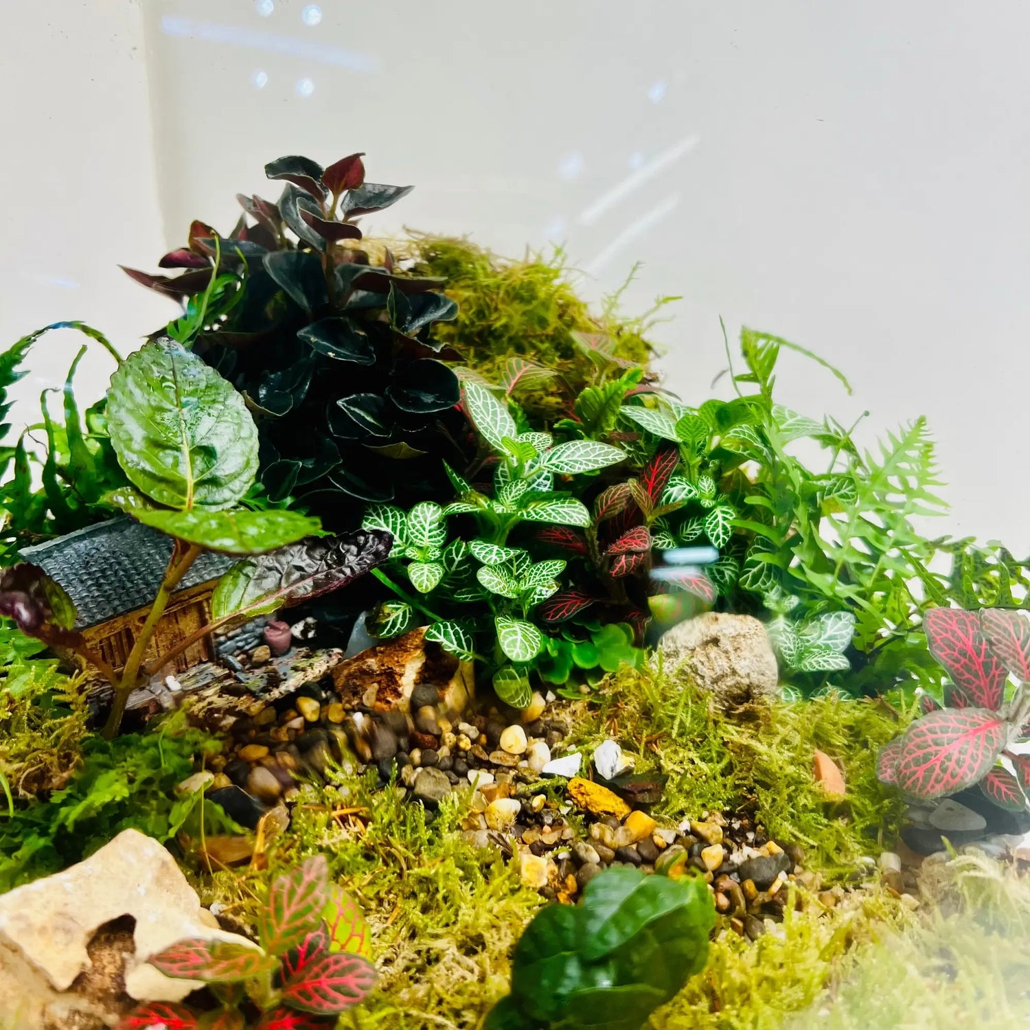 Terrarium with Live Plants Shops in Dubai