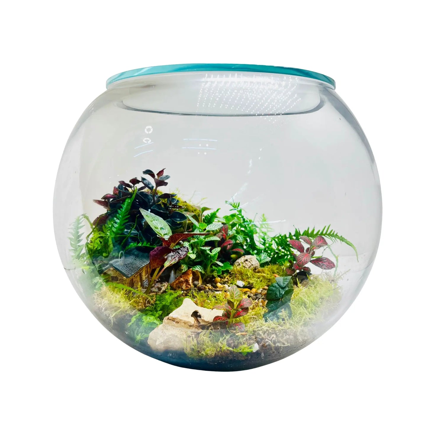 Terrarium with Live Plants in Dubai