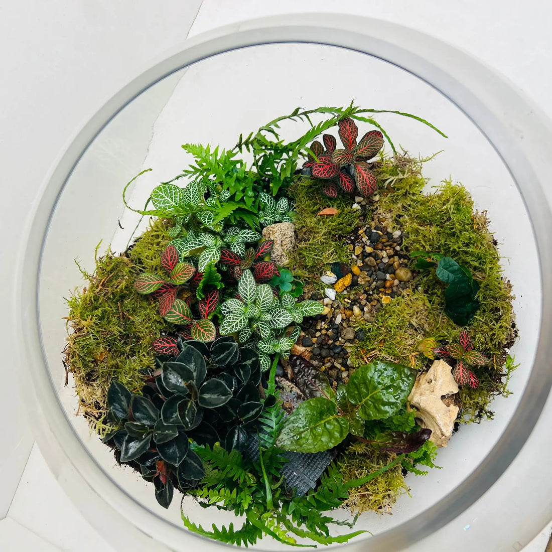Terrarium with Live Plants in UAE