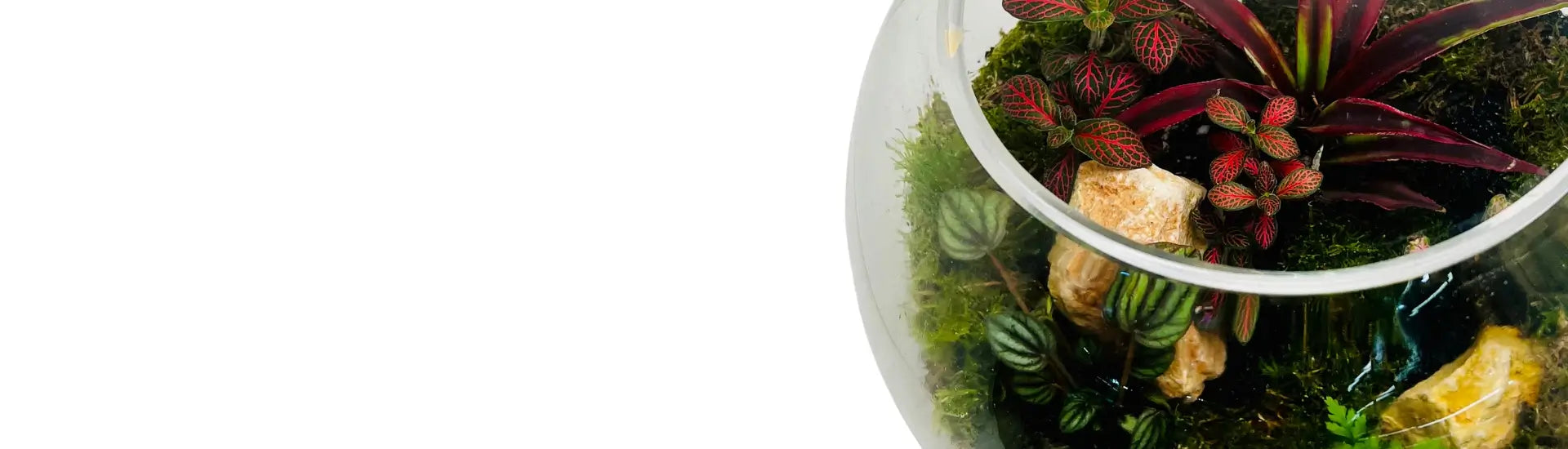 UAE Top Oldest Terrariums Seller Huge Premium Terrarium Collection Dubai UAE