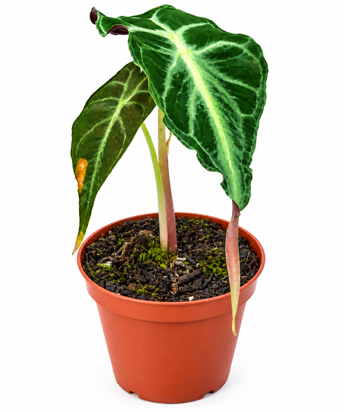 Alocasia &