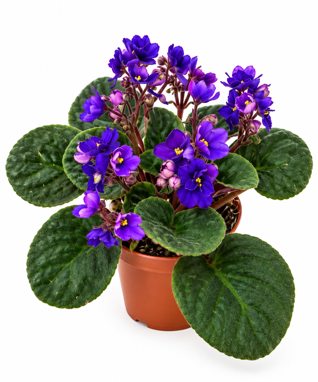 African Violet - Elegant Flowering Indoor Plant
