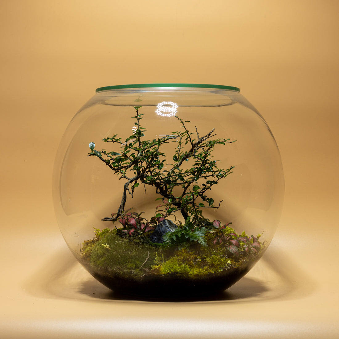 Dew Garden Terrarium