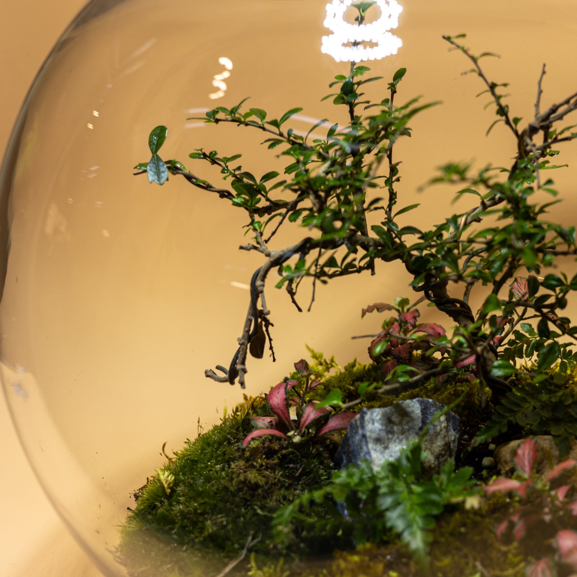 Dew Garden Terrarium