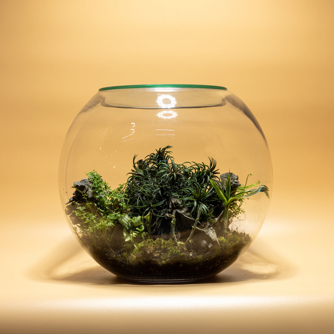 Beauty Forest Terrarium