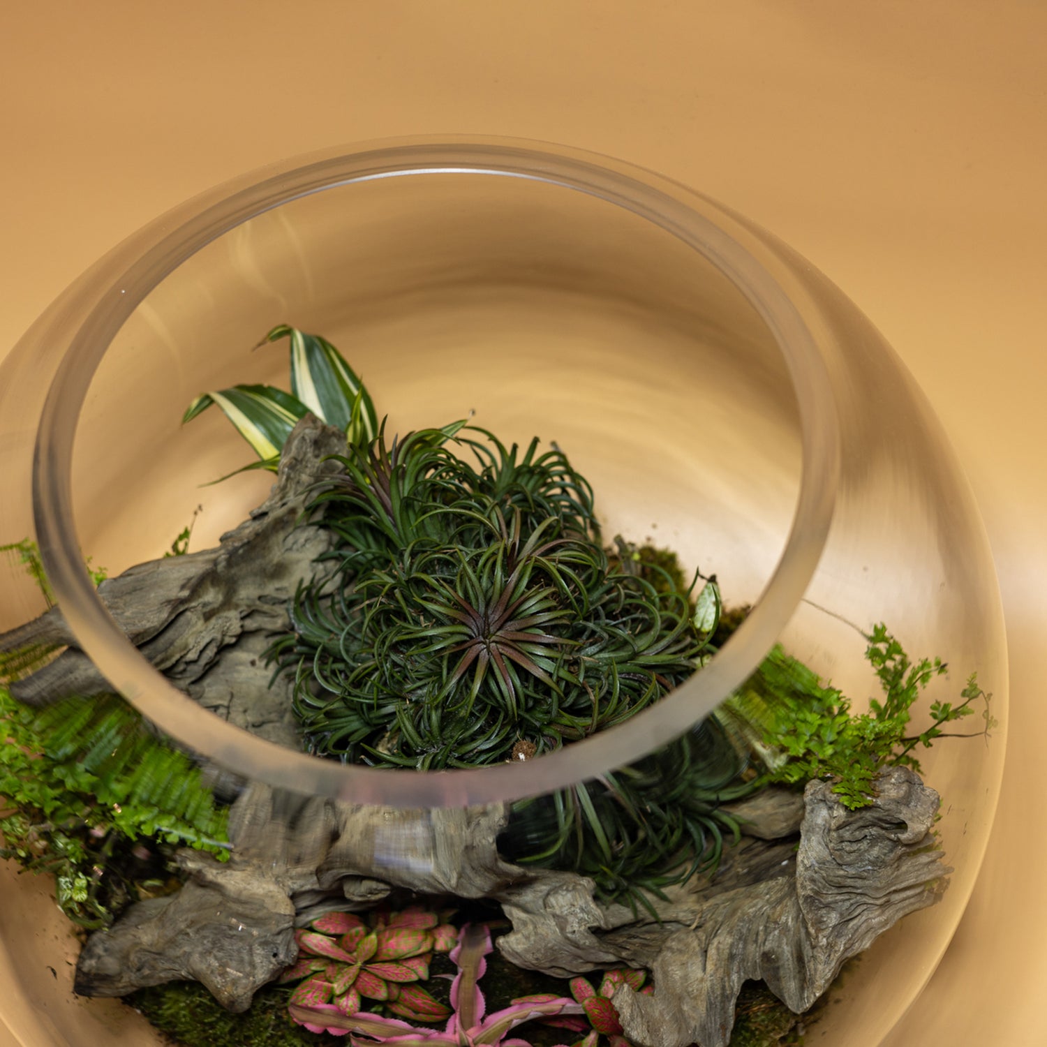 Beauty Forest Terrarium