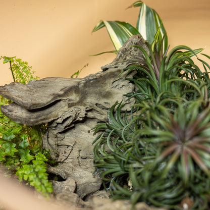 Beauty Forest Terrarium