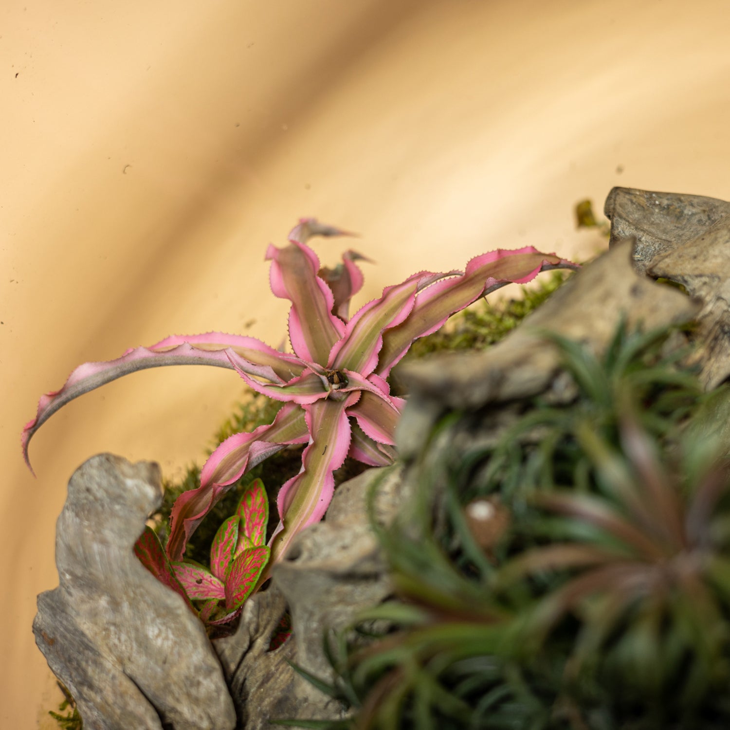 Beauty Forest Terrarium