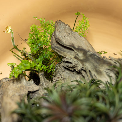 Beauty Forest Terrarium