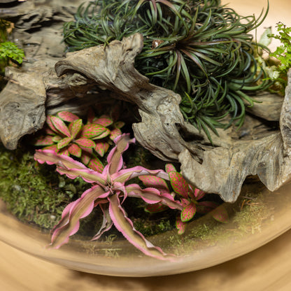 Beauty Forest Terrarium