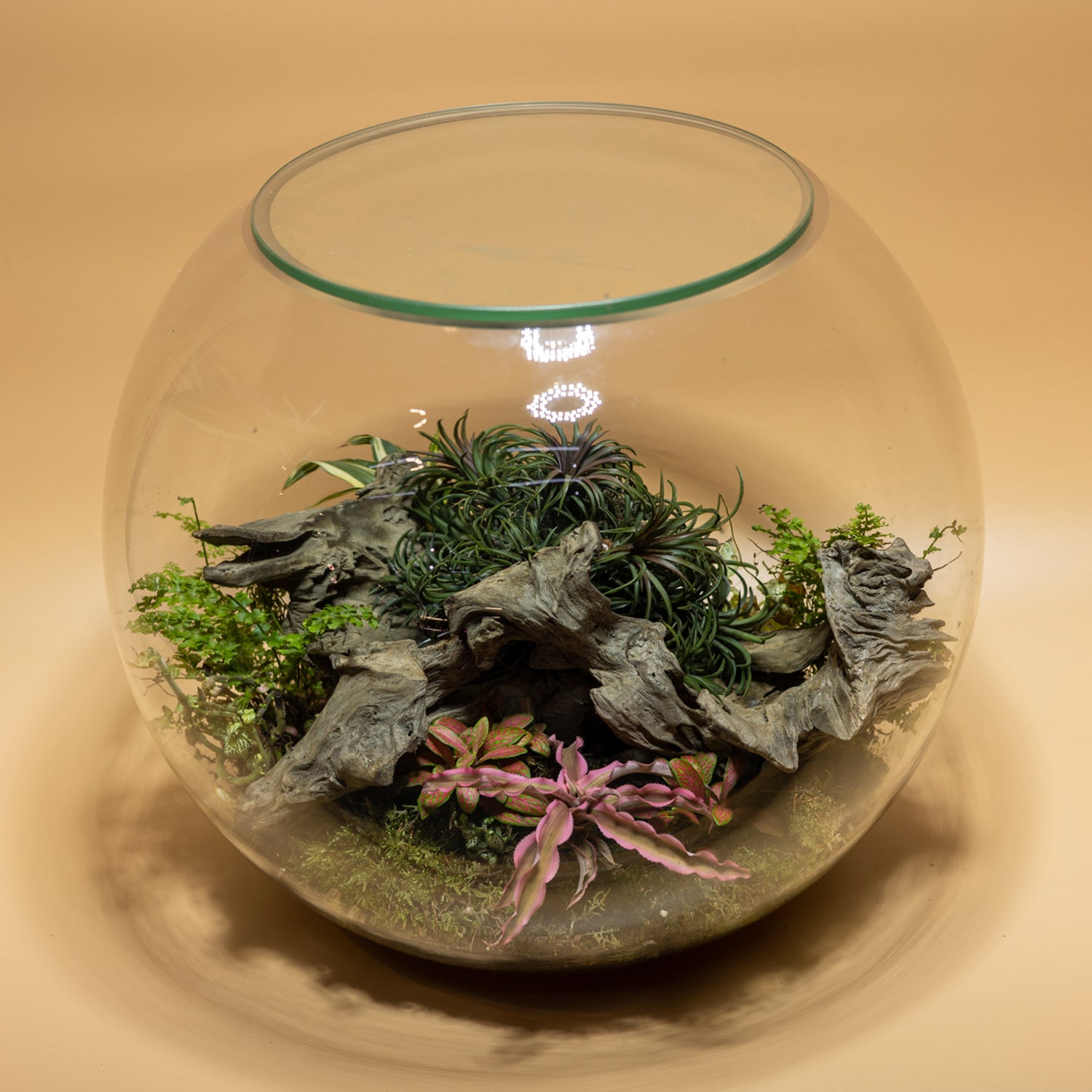 Beauty Forest Terrarium