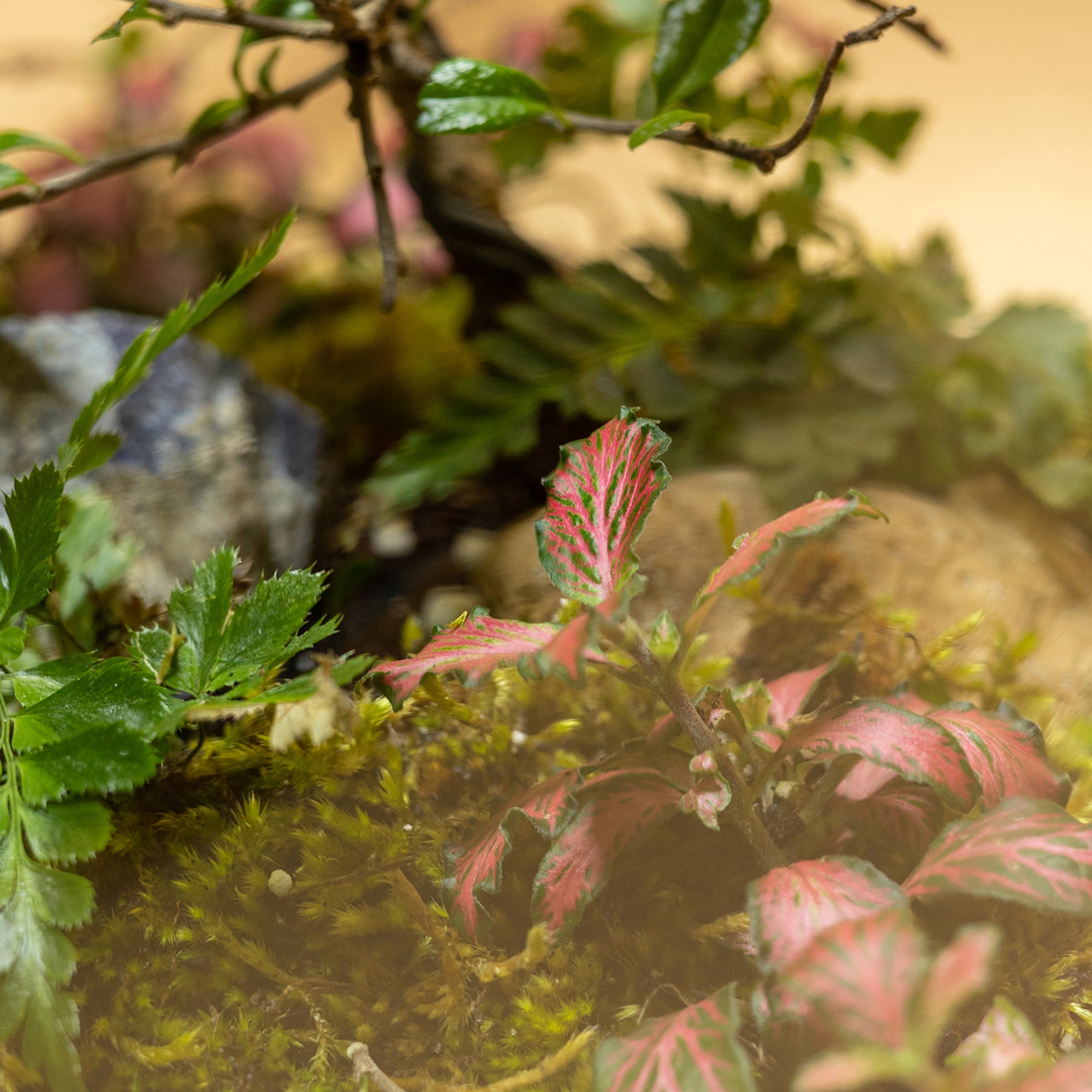 Dew Garden Terrarium